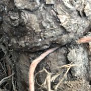 Ton Foster Left a nylon rope around the burlap root bag when he planted the tree...