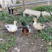 Call Ducks