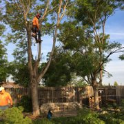 Removing ash trees in cornig California