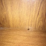 Cockroach