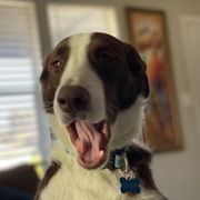 Simon says, "Canine Connection is pawsome!"