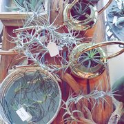 Succulents in Vases