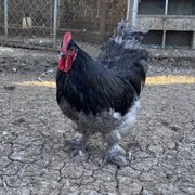 Large Fowl Cochin Rooster