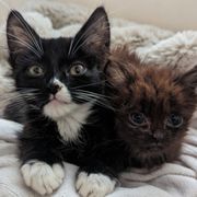 King Tut & Cleopatra
