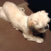 As you can see Sophie was so chopped up another groomer said the person who groomed her just didn't care and looks like she was in a hurry.