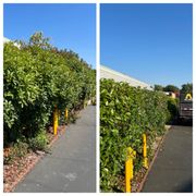 Hedge Trimming