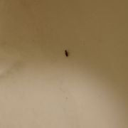 Baby cocroach in shower