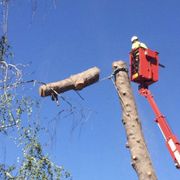 Tree removal.
