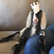 Beautiful Nubian goat visiting during a goat gram.