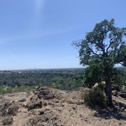 Top of monkey face