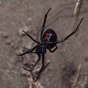 Finding these around your home? Call me today for your FREE estimate (530)961-2847