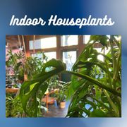 In door houseplants