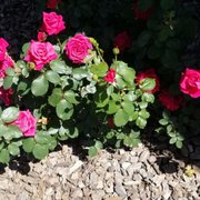 a rose bush with pink flowers