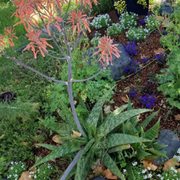 a variety of plants in a garden
