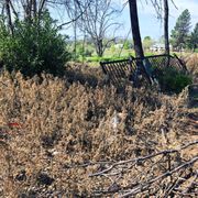 Sprayed Broom in Paradise.