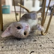 This spicy baby was so fun to play with!