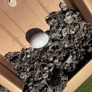 Bird egg