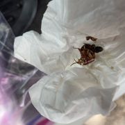 Cockroach.