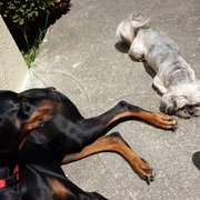 Here are my babies,  she will be returning in 4 weeks :)