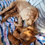 We have  goldendoodle available for reservations please  call? Thanks