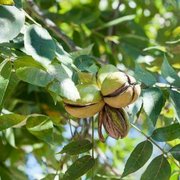 Walnuts