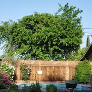 "rounded tree"