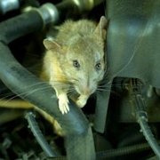 Rodents cause significant damage and health risks.  We can use a food-grade, green-certified product to deter and repel rodents.