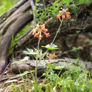 Wildflowers in bloom on the Ten Mile House Trail