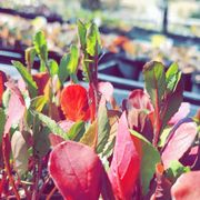 Red Plants