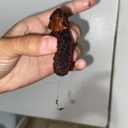 Chocolate chunk cookie with a hair baked in the center
