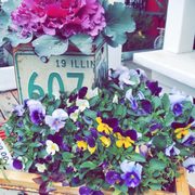 License Plate Plants