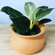 Philodendron Birkin