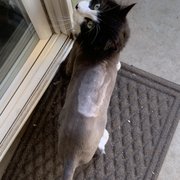 How our cat looked after getting him home and out of the carrier 7/22 4:30pm