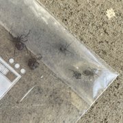 5 black widows on walkway outside my apt.
