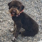 Stella the Lagotto