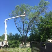 Tree removal using our bucket truck.