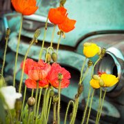 Old truck love...