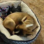 Greta having nap in her one of four beds through out the house