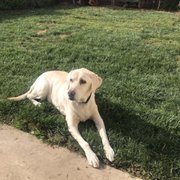 Dog Gus