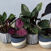 Calathea