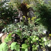 edibles & euphorbia