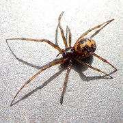 Most people don't realize these are male black widows! If you see em call me for your FREE estimate!!(530)961-2847