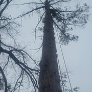 Dead Redwood removal 1