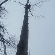 Dead Redwood removal 2