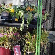 Dead and neglected plants year round at Walmart.