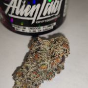 Alien Labs - Kryptochronic