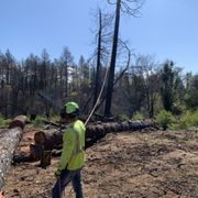 Tree felling Paradise Ca
