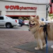 a dog on a leash