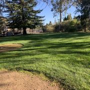 a grassy area with trees and a dirt path