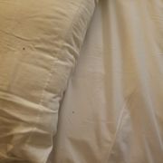 Three bed bugs in this pic! Do not stay here!
